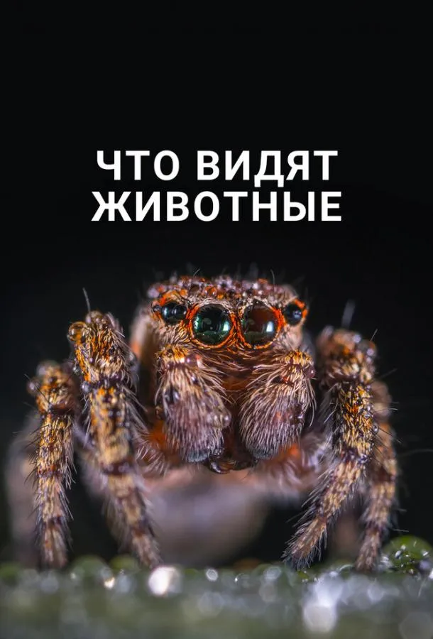 Что видят животные