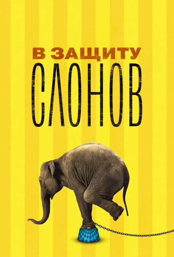 В защиту слонов